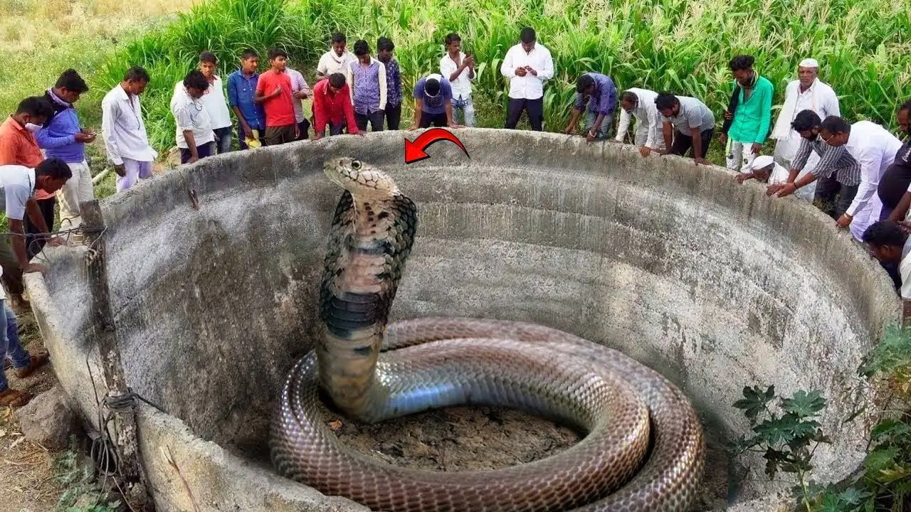 Revealing the Mystery: Discovering a 16-Foot Mysterious Serpent that ...