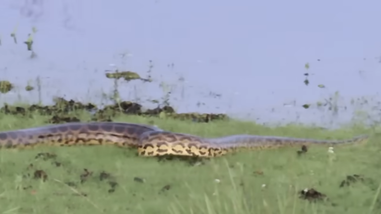 The Giant Python is attacked by the King of the Nile Crocodile Swamp ...