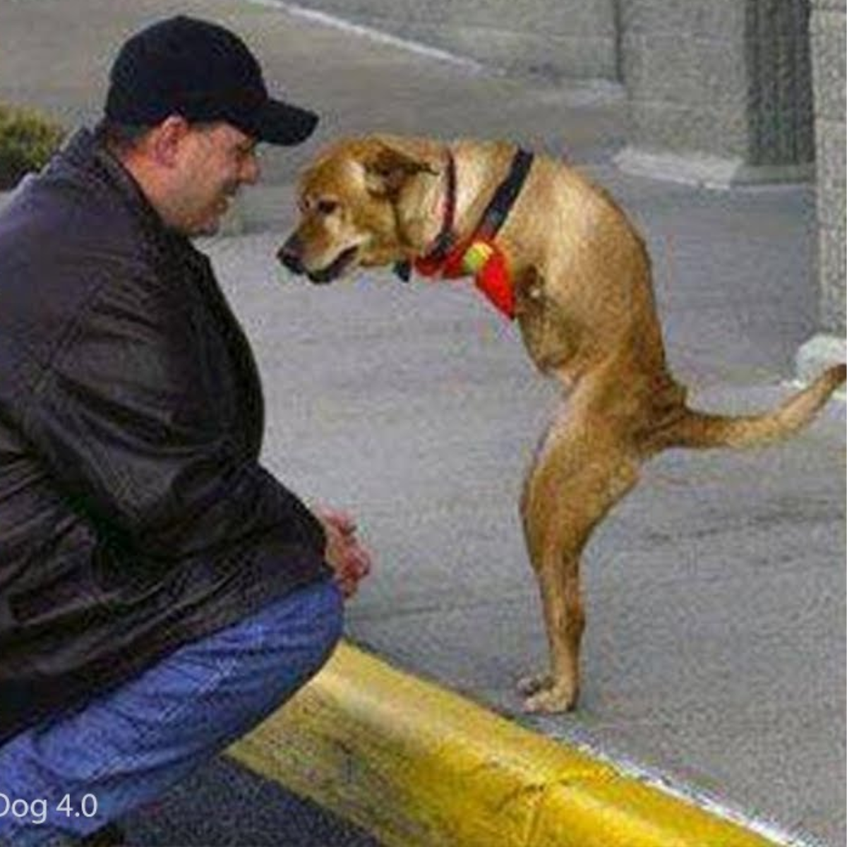 Becgie, A Dog Whose Owner Had Amputated Both Of His Front Legs, Was ...