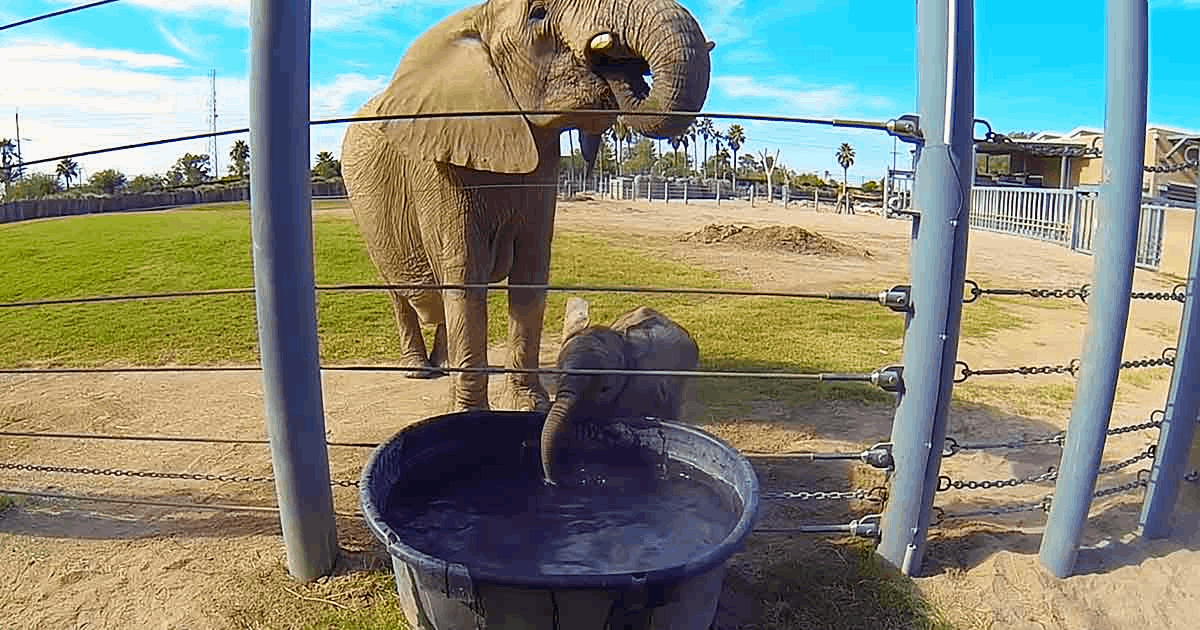 Adorable 2-Week-Old Elephant Learns Bubble-lowinɡ Technique in Water Debut