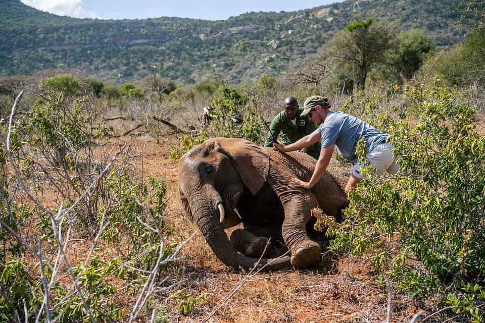 Amazing Rescue: Resolved Bull Flees Lethal Snare to Rejoin Herd