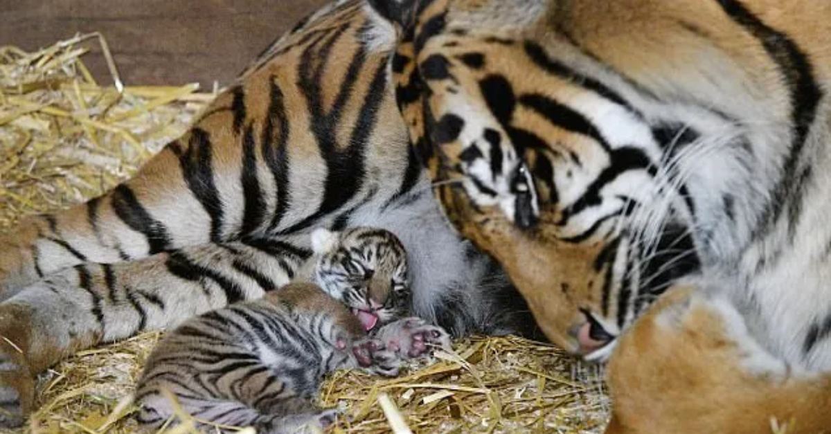 The rarest tiger species in the world has been given a boost after a ...