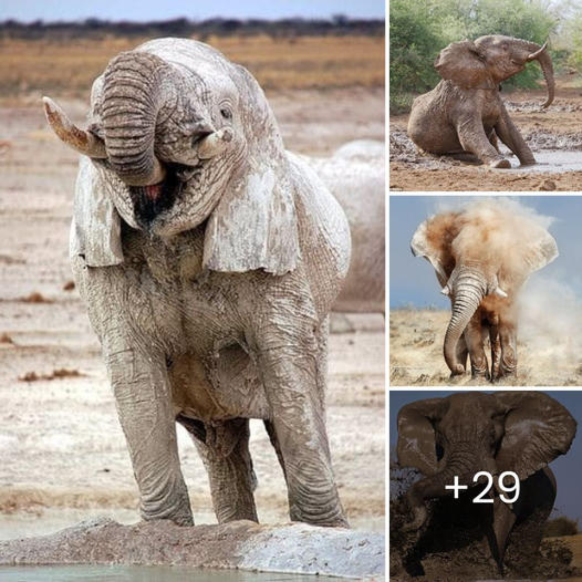 Elephants Take a Fun Mud Bath in the Mashatu Game Reserve in Botswana