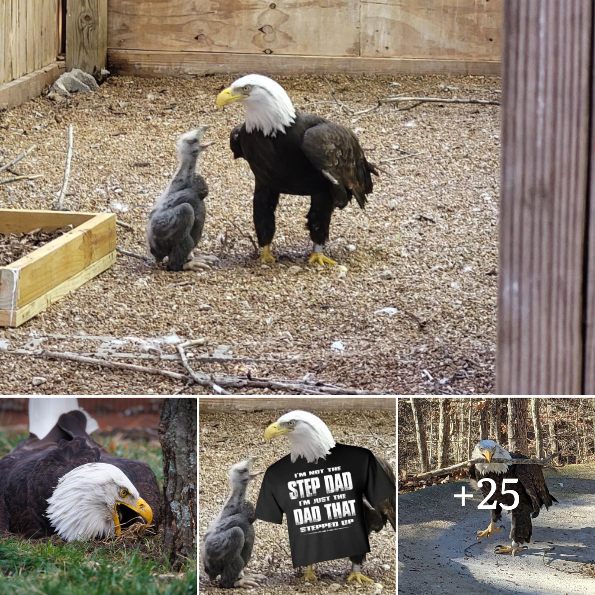 Murphy, a bald eagle, gained notoriety after he took up a rock at a ...