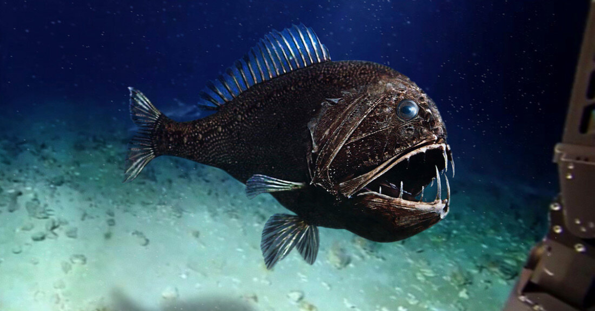 The most feared 'assassin' in the ocean, number 5 is terrifying